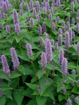 Anise Hyssop