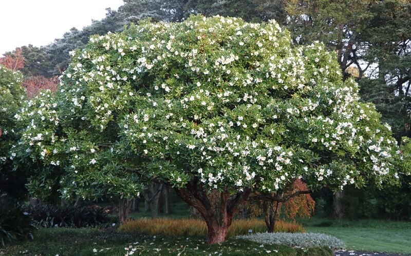 Gordonia