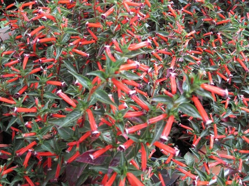 Cuphea