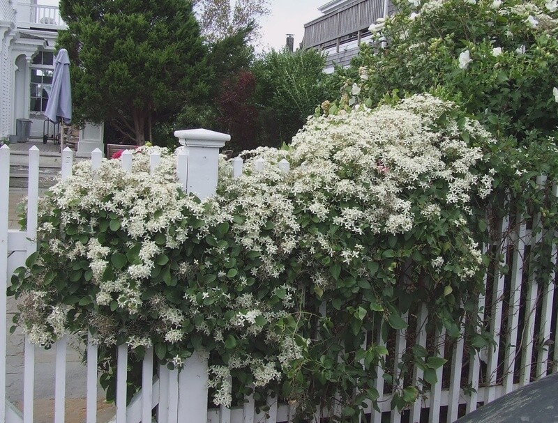 Clematis Snowflake