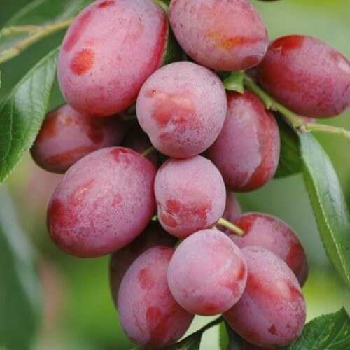Plum Victoria Sinclair