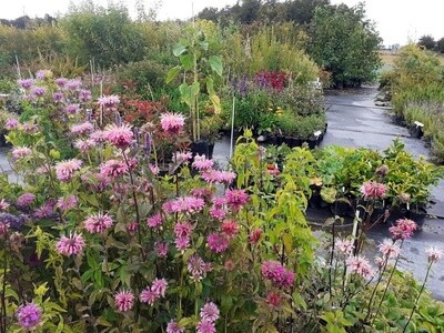 Bergamot bee balm (monarda)