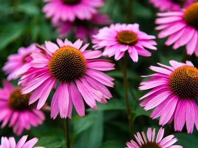 Echinacea purpurea