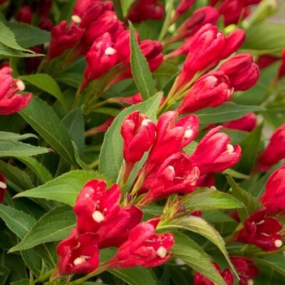 Weigela Crimson
