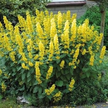 Lysimachia Goldilocks