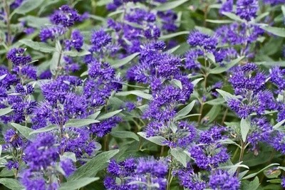 Caryopteris  &#39;Dark Knight&#39;