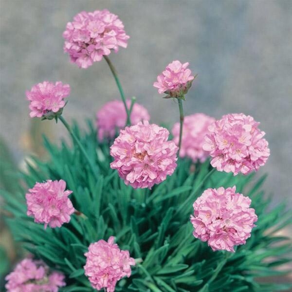 Armeria &#39;Pink Petite&#39;