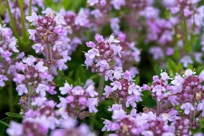 Thyme