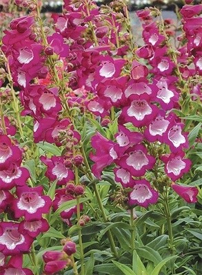 Penstemon