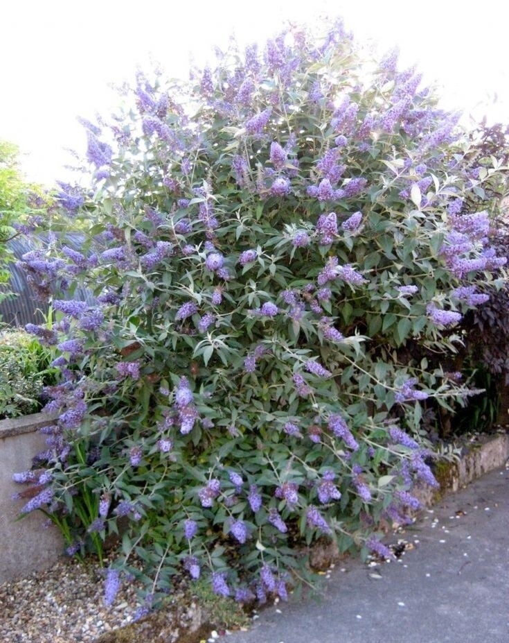 Buddleia Lochinch