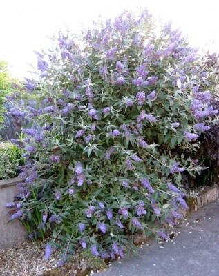 Buddleia Lochinch