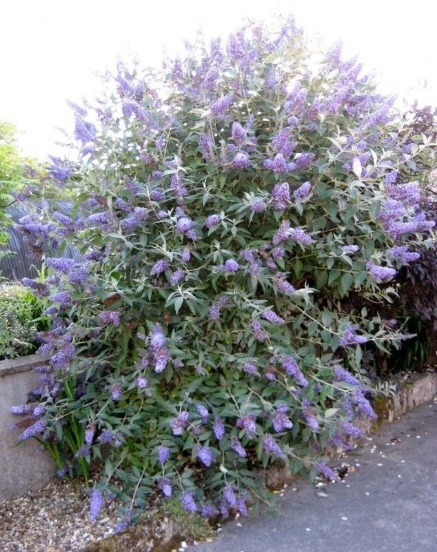 Buddleia Lochinch
