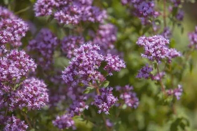 Oregano