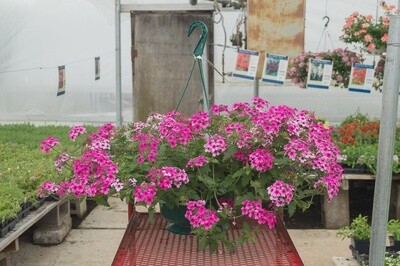 Verbena