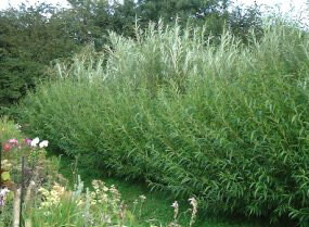 Osier (basket) ~5m