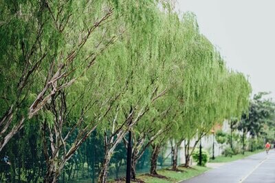 Tree ~20m