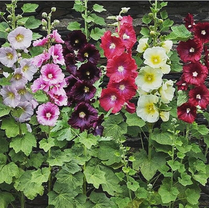 Hollyhock