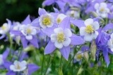 Aquilegia (Granny&#39;s bonnet)