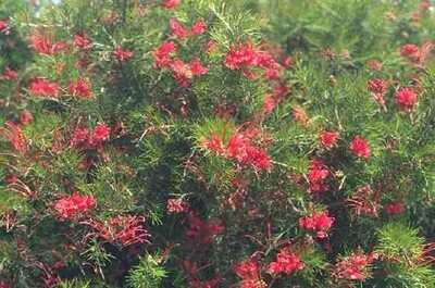Grevillea