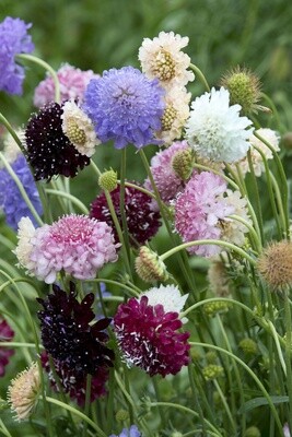 Scabiosa