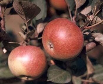 Cider Apple Tree - Dabinet