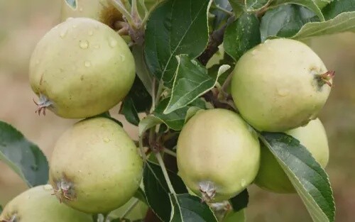 Cider Apple Tree - Michelin