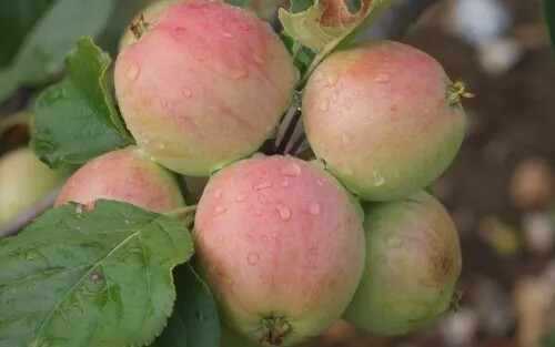 Cider Apple Tree - Yarlington Mill