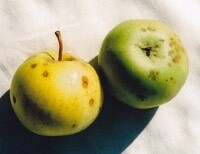 Cider Apple Tree - Royal Wilding