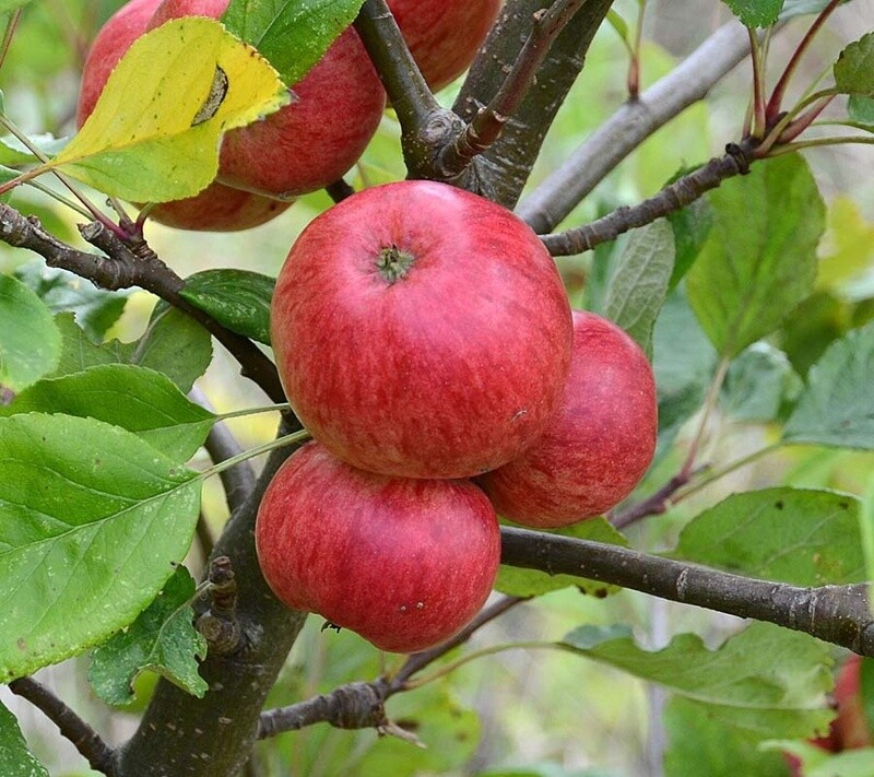 Cider Apple Tree - Browns
