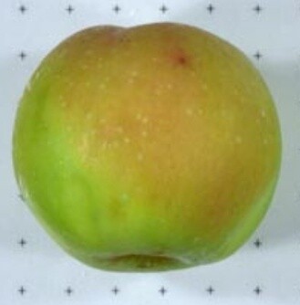 Cider Apple Tree - C’Huero Ru Bien