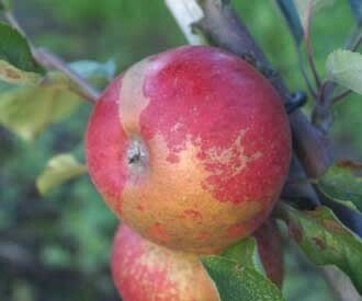 Cider Apple Tree - Chisel Jersey