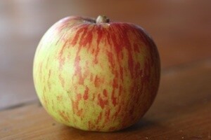 Apple Giant Geniton
