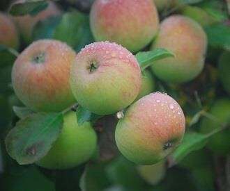 Cider Apple Tree - NorthWood