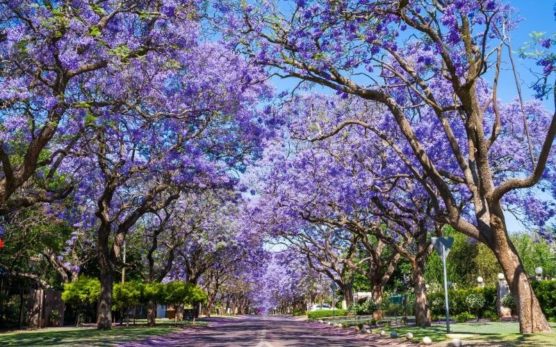 Jacaranda