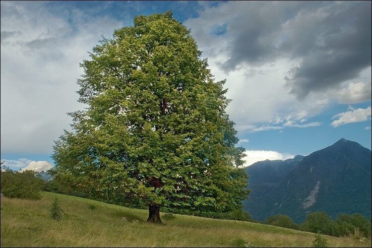 Linden Tree (Tilia Cordata)