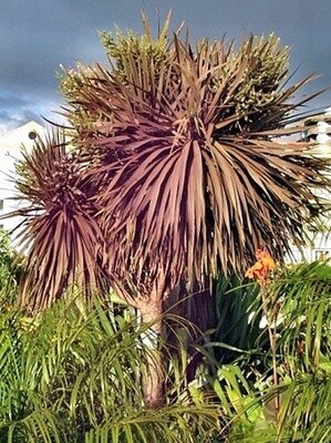 Cabbage Tree purple