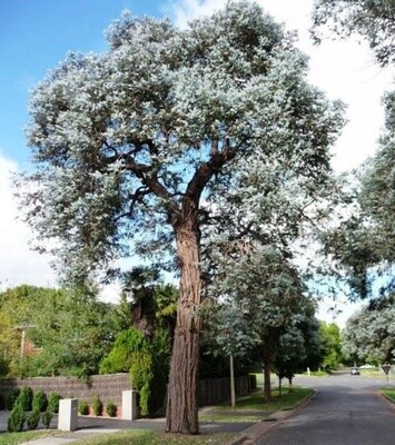 Eucalyptus cinerea (Silver Dollar)