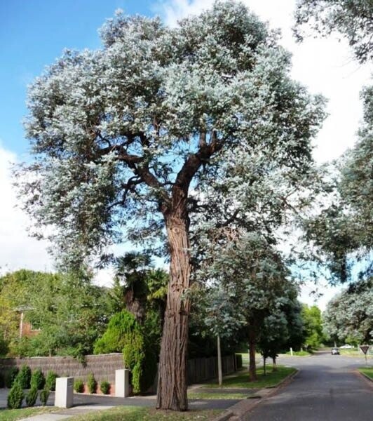 Eucalyptus cinerea (Silver Dollar)
