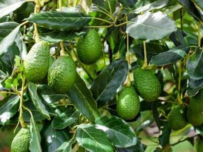 Avocado