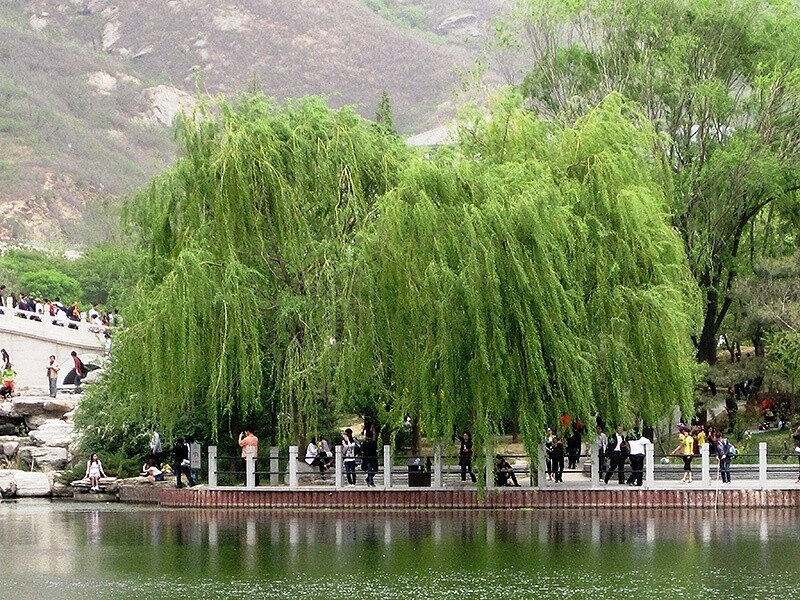 Willow Weeping  &quot;Hankow willow&quot; (Salix matsudana pendula)