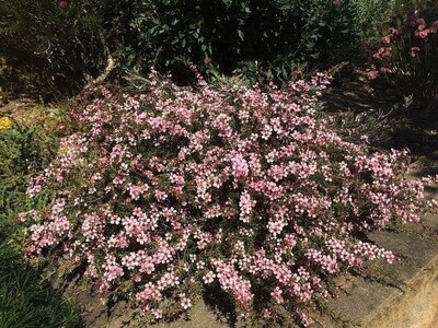 Manuka Dwarf