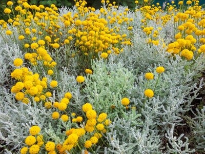 Santolina chamaecyparissusis (Cotton Lavender)