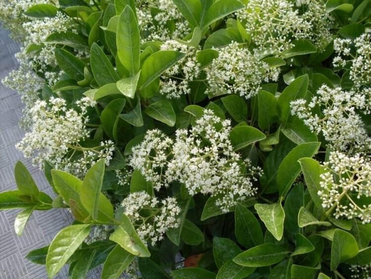 Viburnum