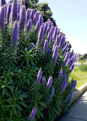 Shrubs