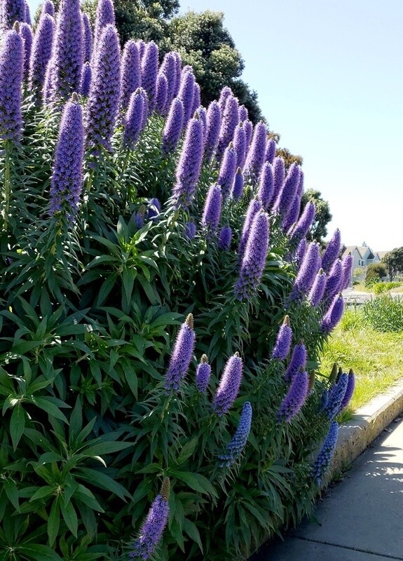 Pride Of Madeira (Echium fastuosum )