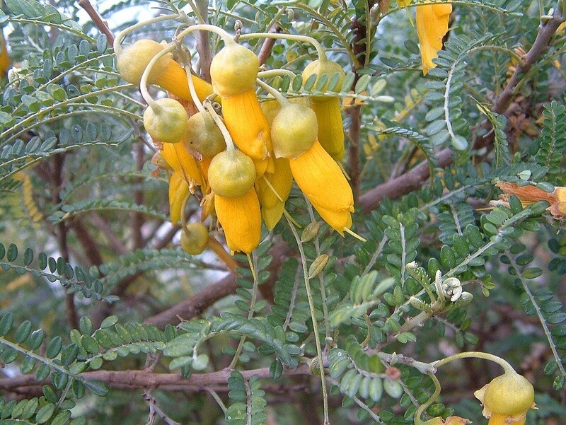 Kowhai Dragons Gold