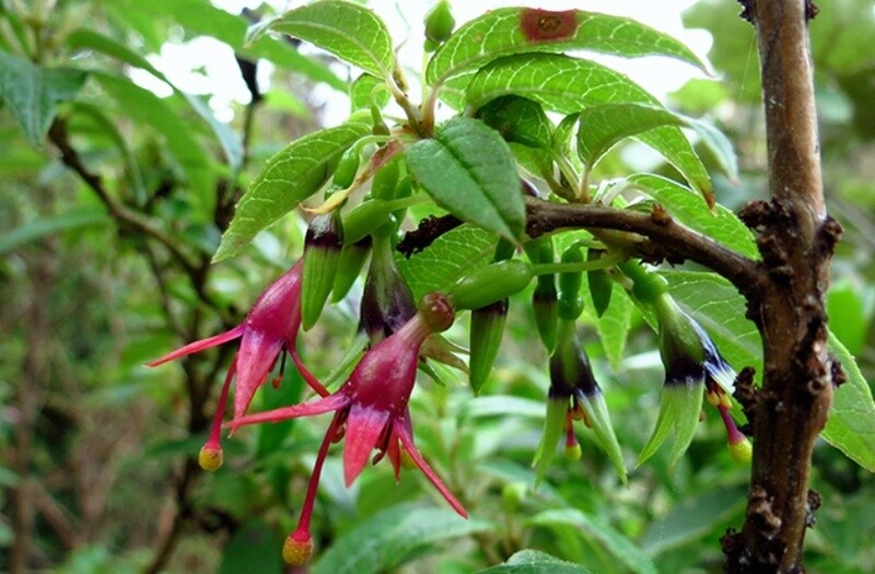 Tree fuchsia