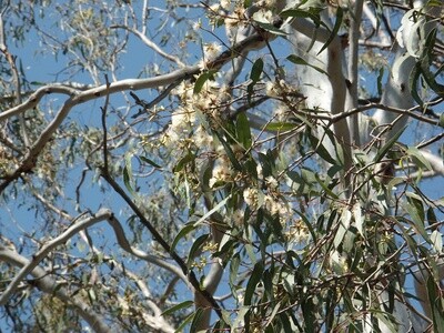 Eucalyptus tereticornis
