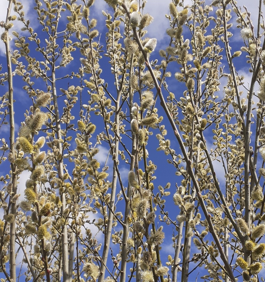 Pussy Willow Galore PN215