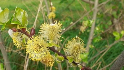 Willow Salix caprea N (PN233)